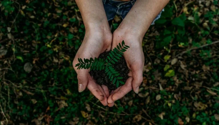 imagem de mãos segurando uma muda de planta