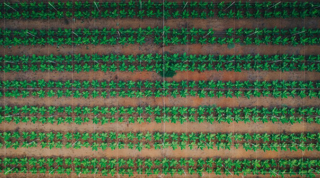 imagem de plantação feita por drones